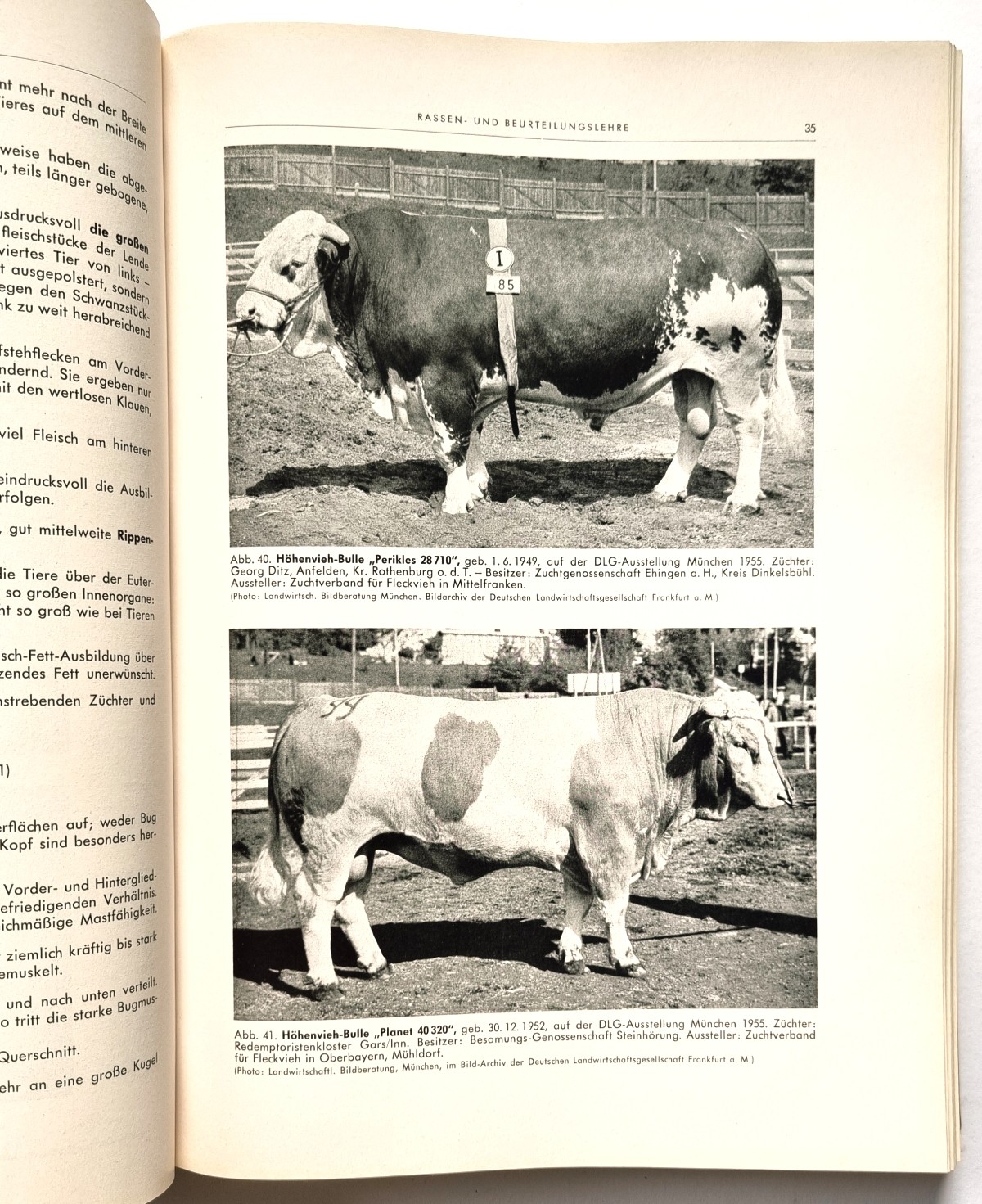 Der praktische Fleischer Band 1 von 1956, Buchseite 35 Abb. Höhenvieh-Bulle