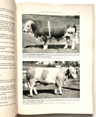 Der praktische Fleischer Band 1 von 1956, Buchseite 35 Abb. Höhenvieh-Bulle