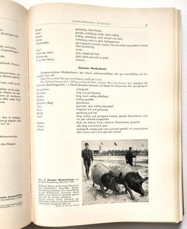Der praktische Fleischer Band 1 von 1956, Buchseite 61 Weideschweine